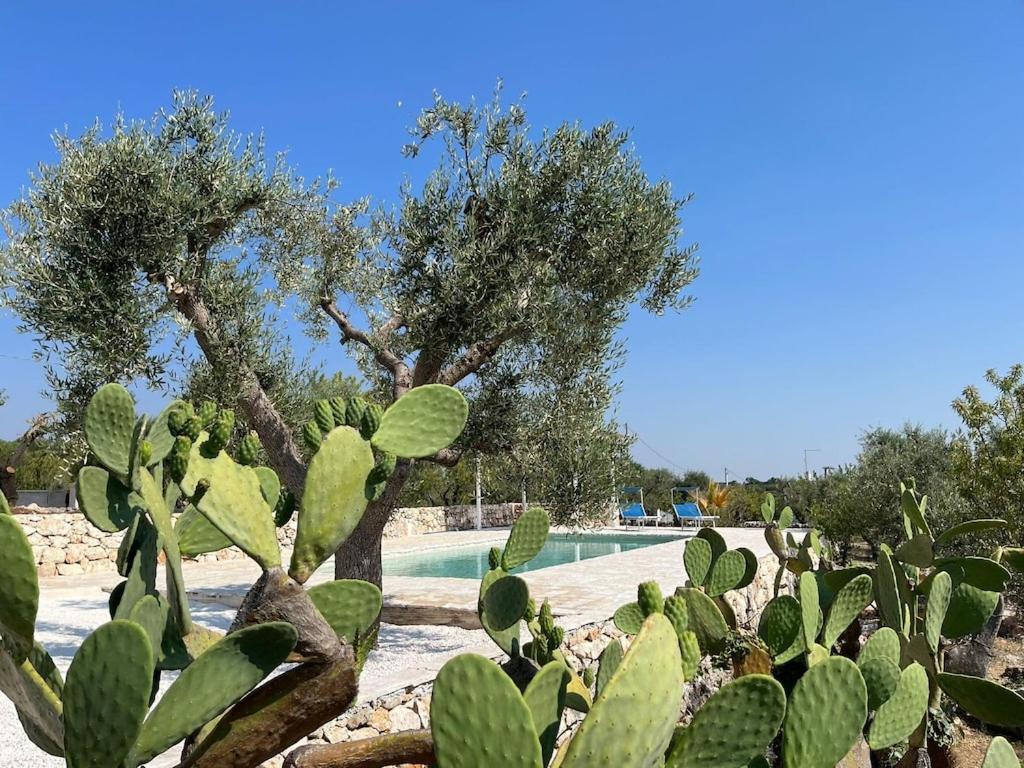 Casa Giuliveto - Charmantes Ferienhaus Mit Privatpool In Olivenhain Остуни Екстериор снимка